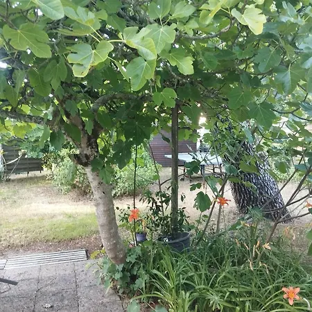 Pampounette * Сен-Бревен-л'Осеан